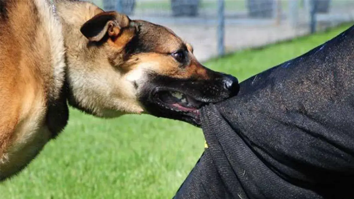 Delhi NCR Pet Dog Controversy